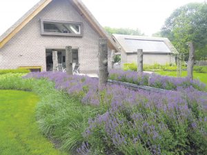 Snoek Hoveniers: voor een groene levende tuin